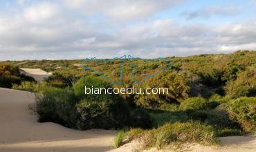 in randello hectares of unspoiled flora on the top of sandy dunes  